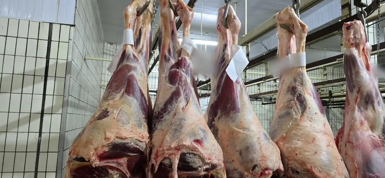 Carcaças bovinas penduradas em trilho na câmara fria de um frigorífico, identificadas com etiqueta de lote
