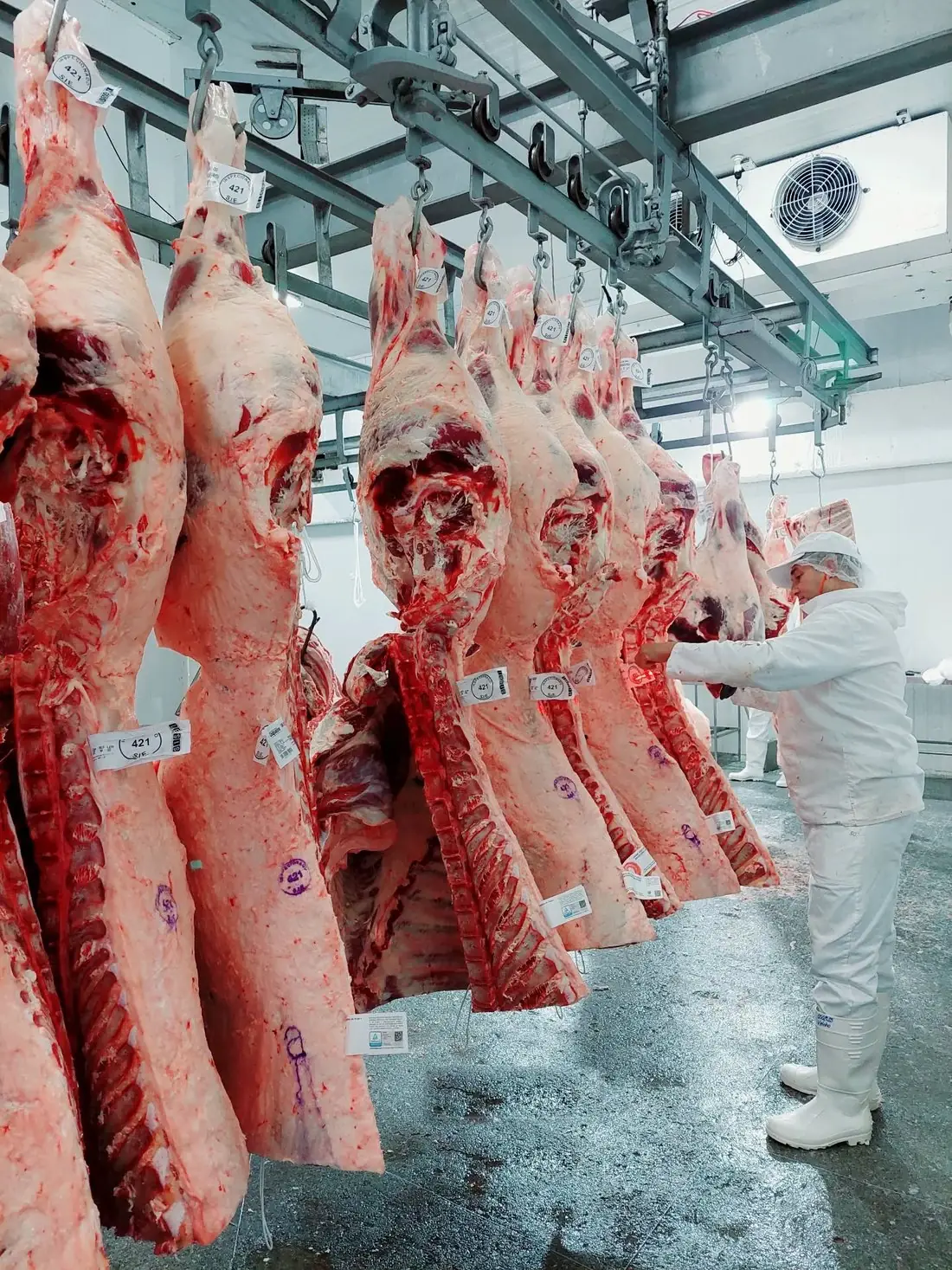 Carcaças bovinas identificadas com etiqueta de lote no trilho da câmara fria, com funcionário conferindo a produção